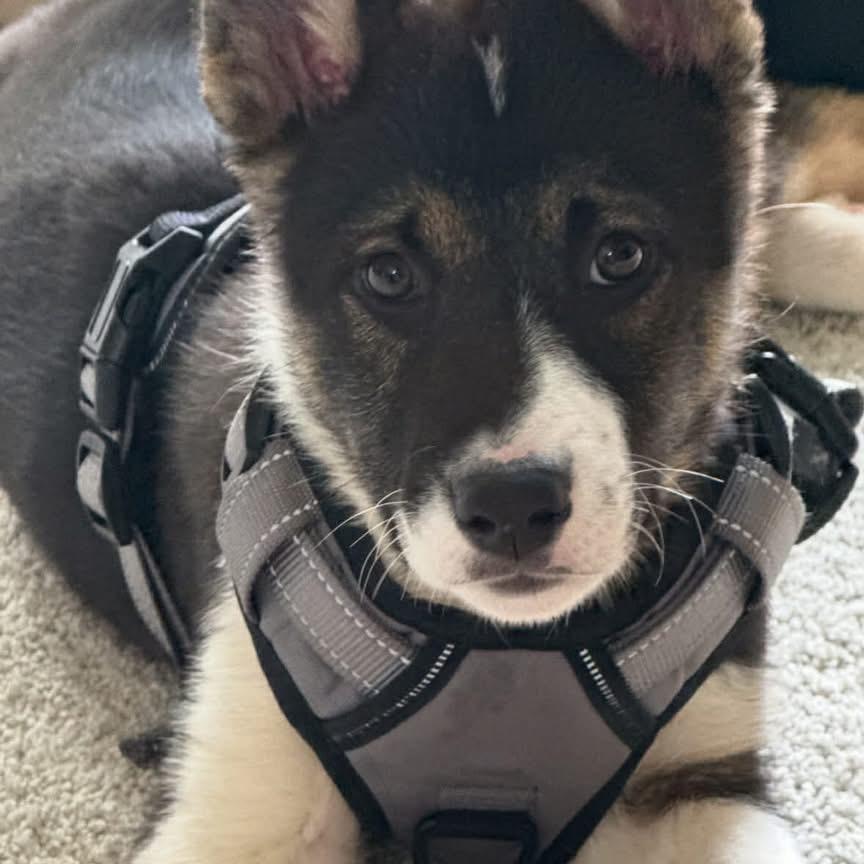 Enlarge Lance, a Adoptable mixed breed in Ferndale, WA image 3/3