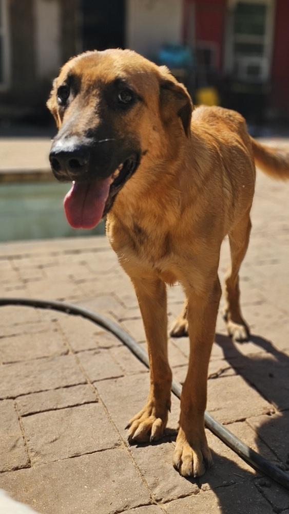 Pigpen, Adoptable, Young Male Anatolian Shepherd & Golden Retriever.