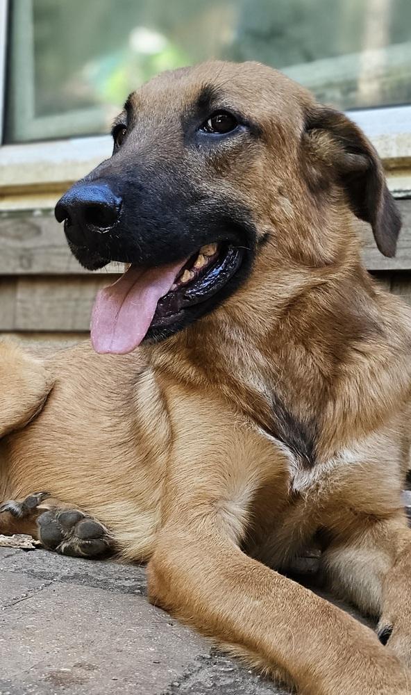 Enlarge Pigpen, a Adoptable mixed breed in Nokomis, FL image 2/2