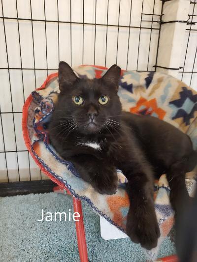 Jamie, a Adoptable mixed breed in Whitewater, WI image 1/2