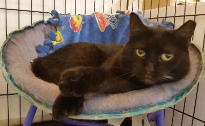 Jamie, a Adoptable mixed breed in Whitewater, WI image 2/2