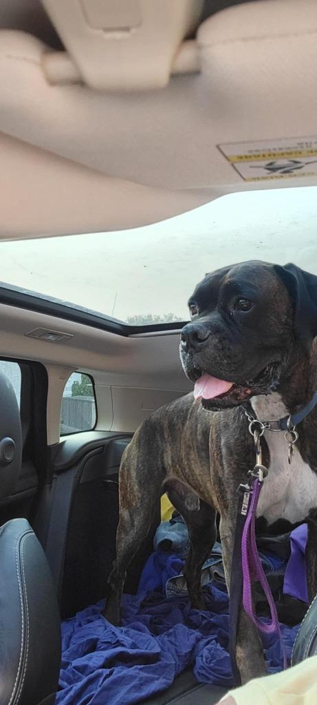 Enlarge Riggs, a Adoptable Boxer in Toronto, ON image 1/6