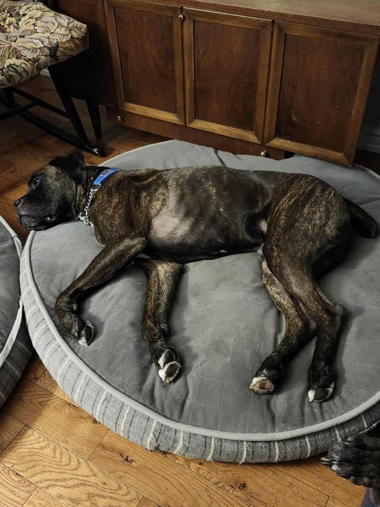 Riggs, a Adoptable Boxer in Toronto, ON image 2/6