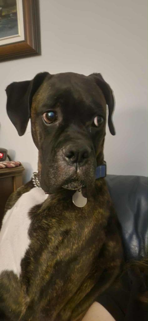 Riggs, a Adoptable Boxer in Toronto, ON image 3/6