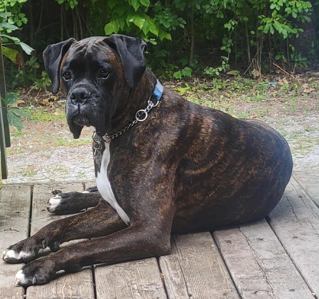 Enlarge Riggs, a Adoptable Boxer in Toronto, ON image 4/6