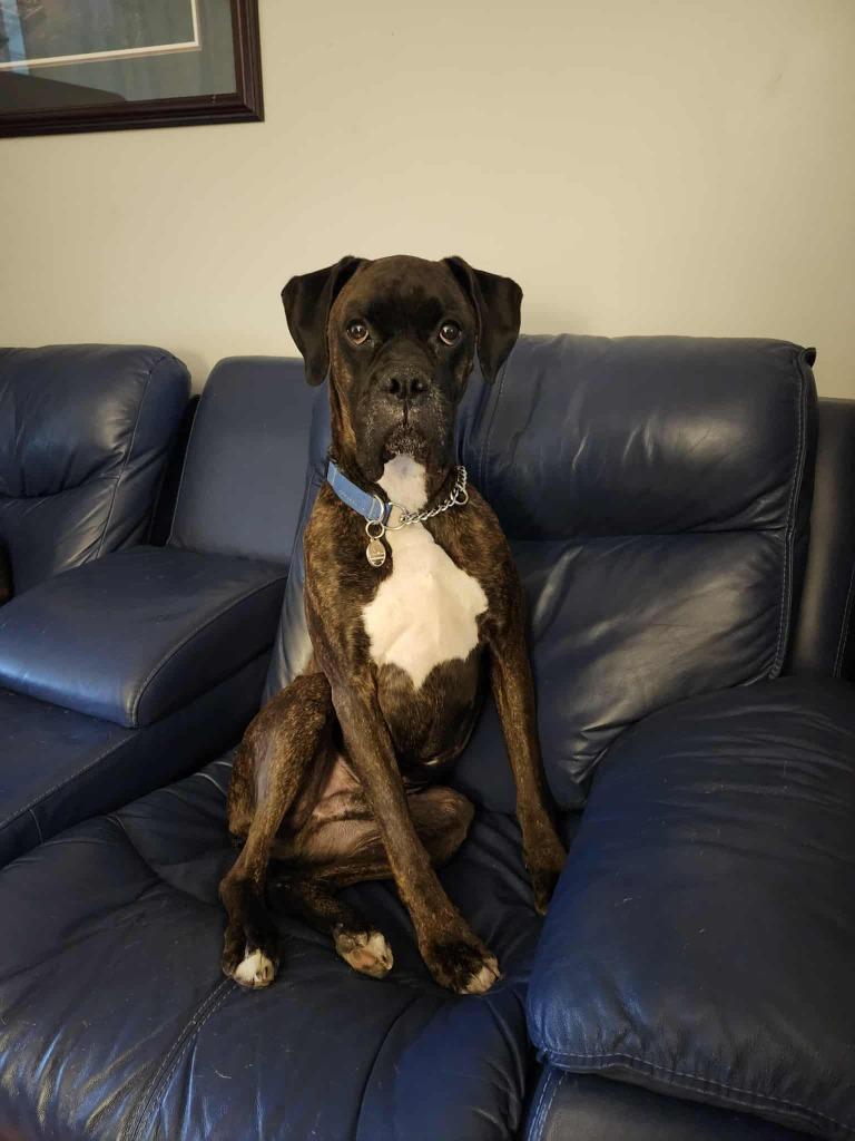 Riggs, a Adoptable Boxer in Toronto, ON image 4/6