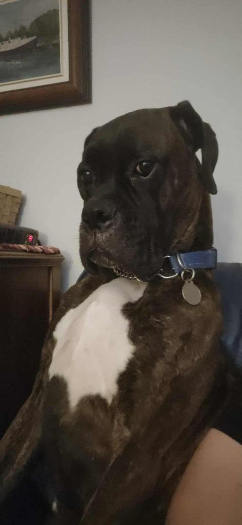 Riggs, a Adoptable Boxer in Toronto, ON image 5/6