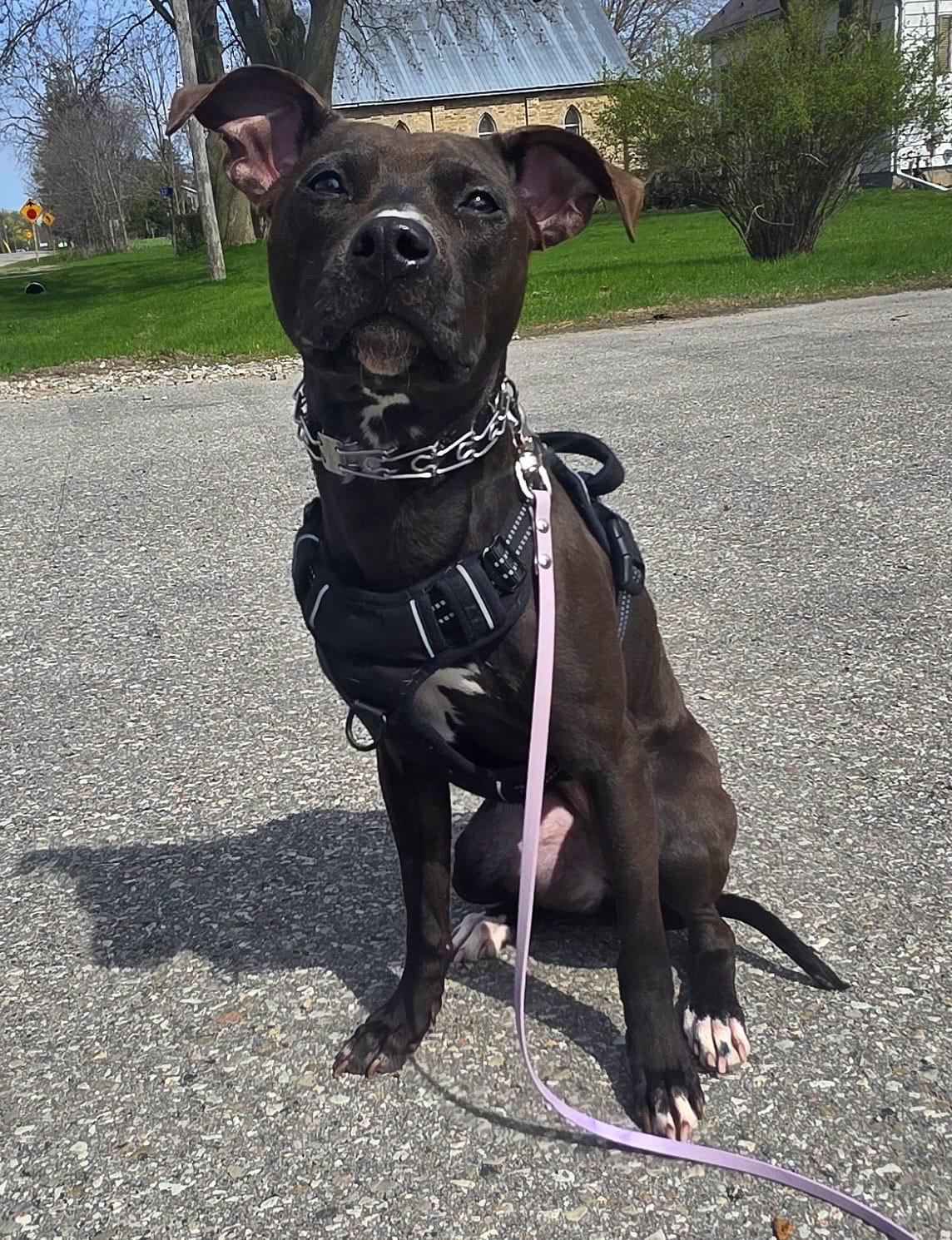 Nova, ADOPTABLE, Young Female American Bully.