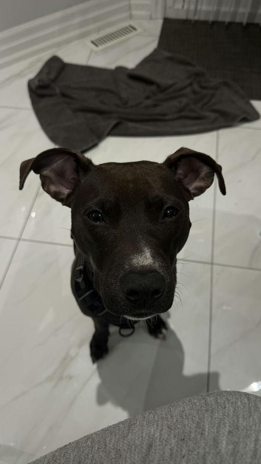 Enlarge Kova, a ADOPTABLE mixed breed in London, ON image 1/1