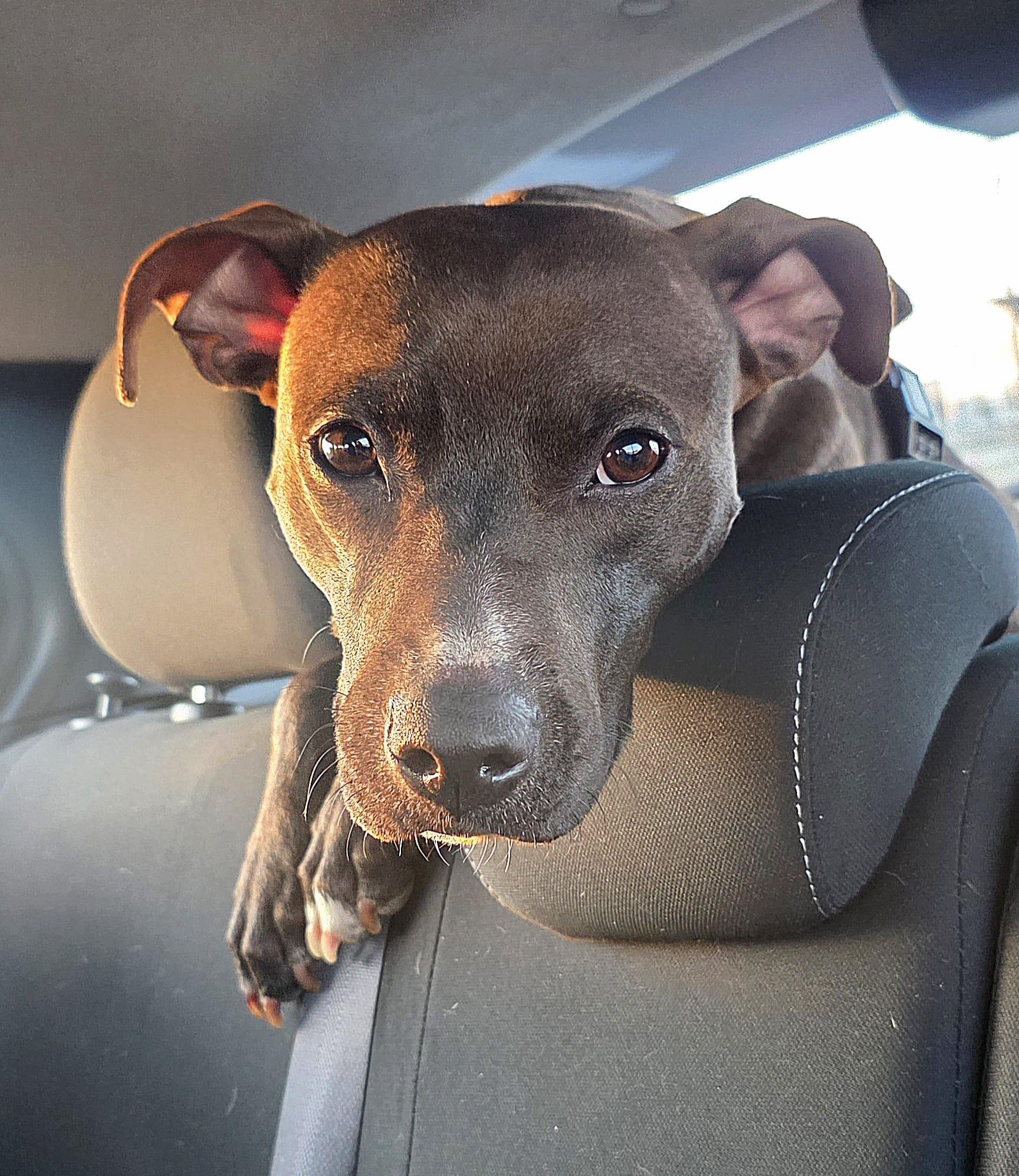 Nova, a ADOPTABLE mixed breed in London, ON image 3/3