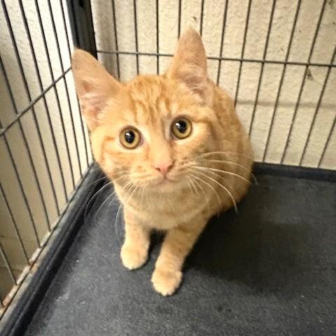 Enlarge Honey, a ADOPTABLE mixed breed in Long Beach, WA image 1/3