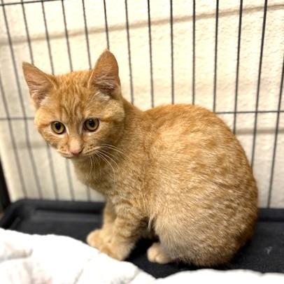 Enlarge Honey, a ADOPTABLE mixed breed in Long Beach, WA image 2/3