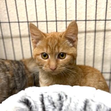 Enlarge Honey, a ADOPTABLE mixed breed in Long Beach, WA image 3/3