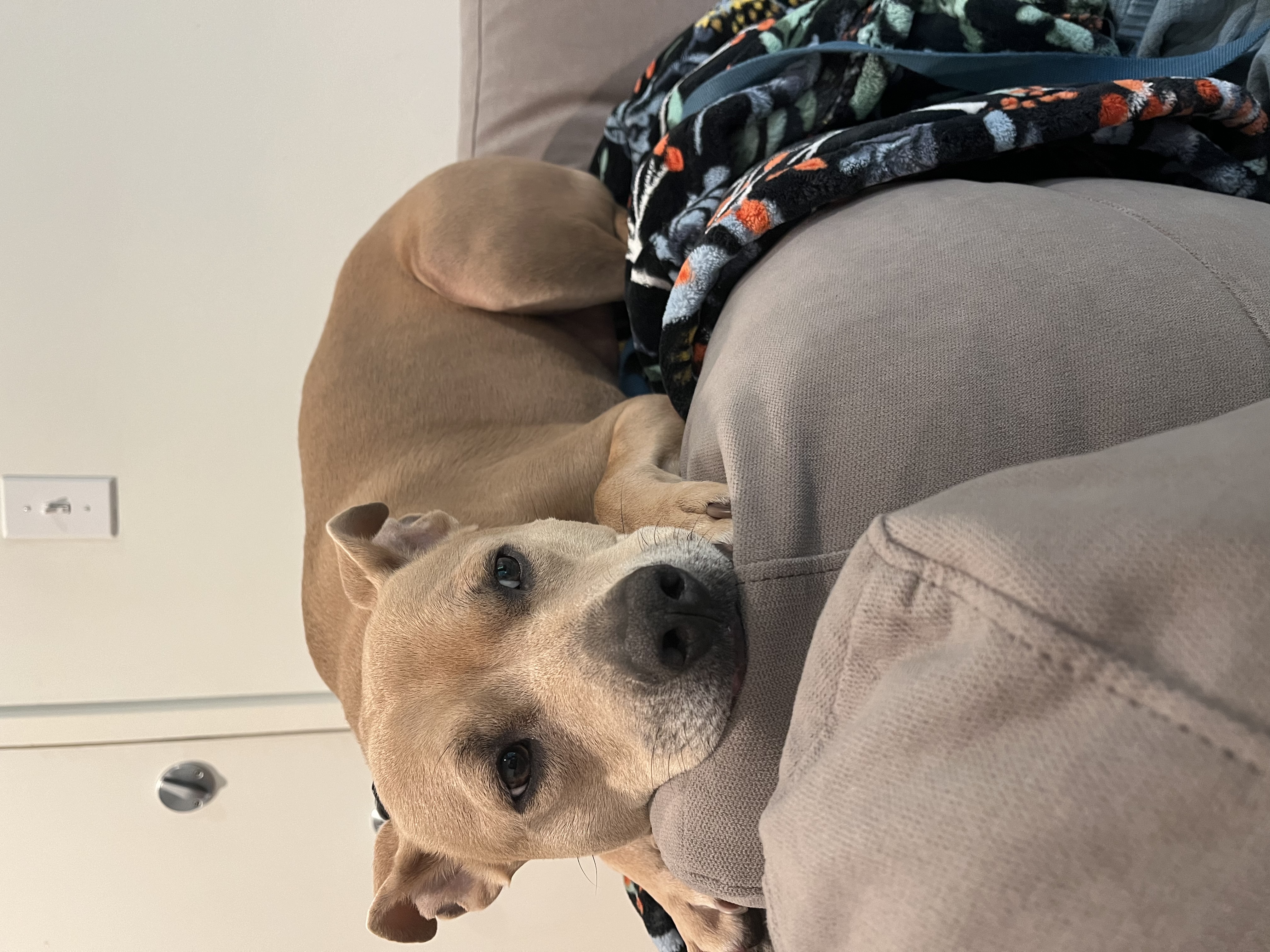 Pollito, Adoptable, Adult Male Pit Bull Terrier & Chihuahua.