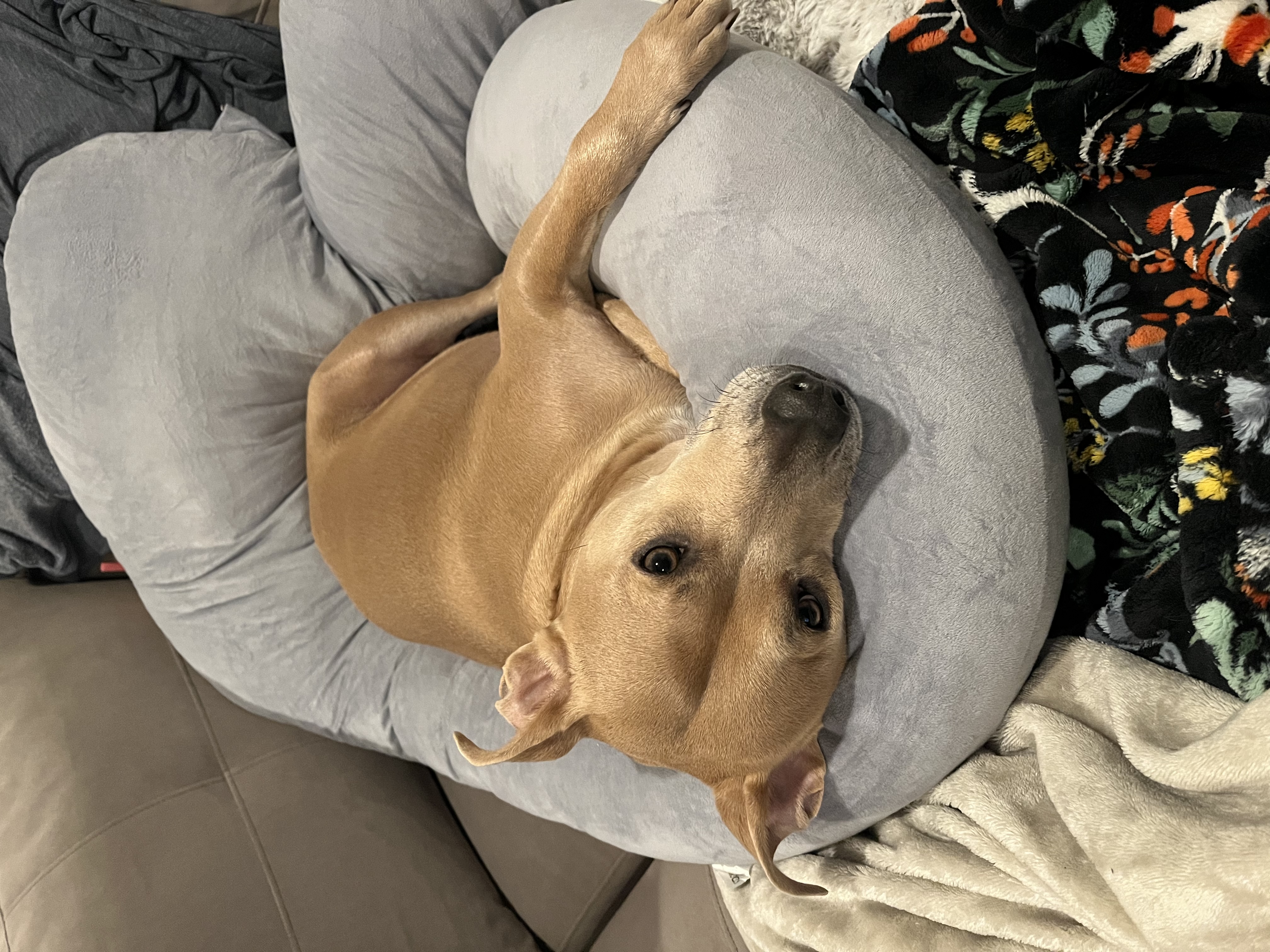 Enlarge Pollito, a Adoptable mixed breed in Los Angeles, CA image 2/6