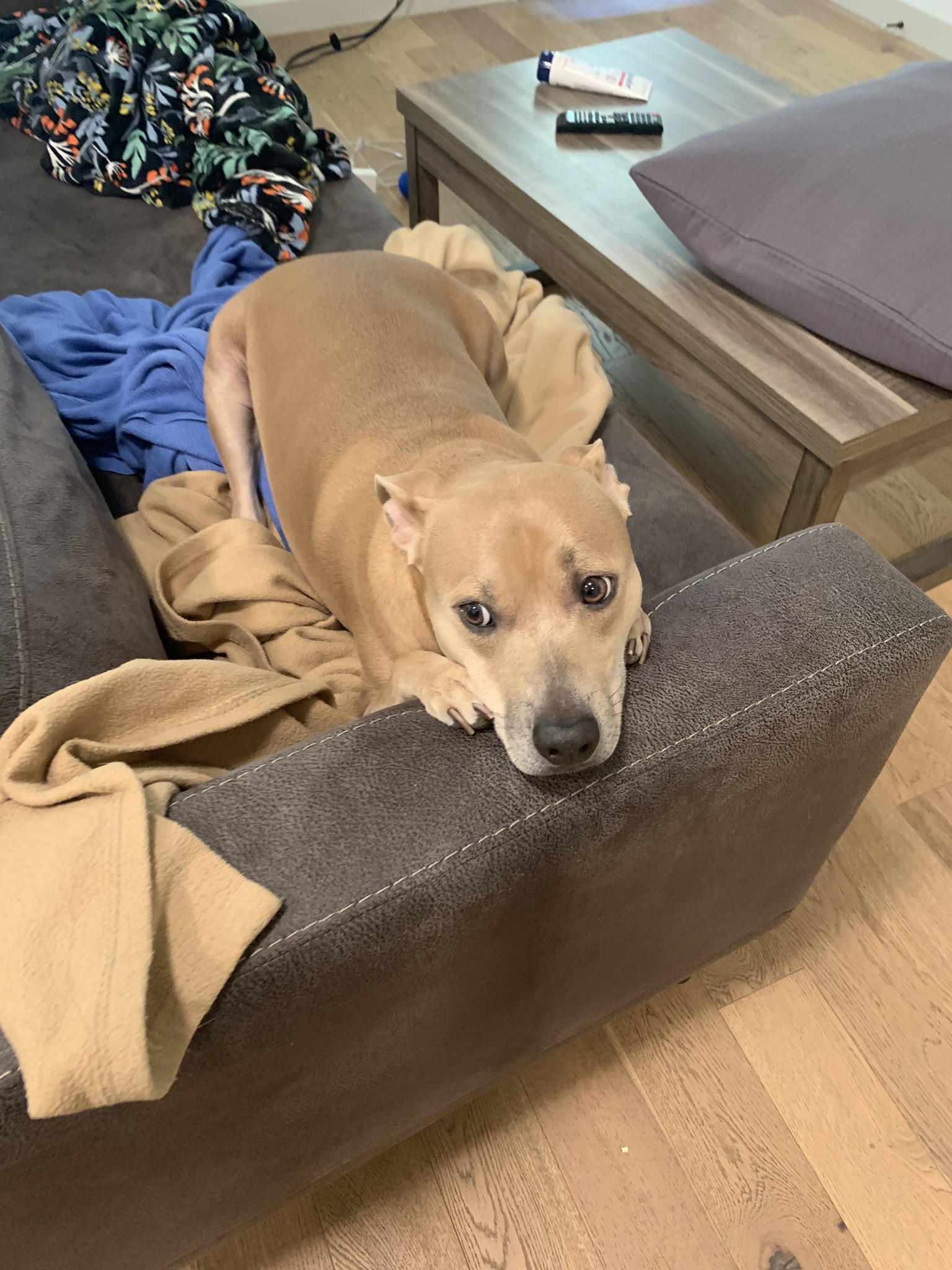 Enlarge Pollito, a Adoptable mixed breed in Los Angeles, CA image 3/6