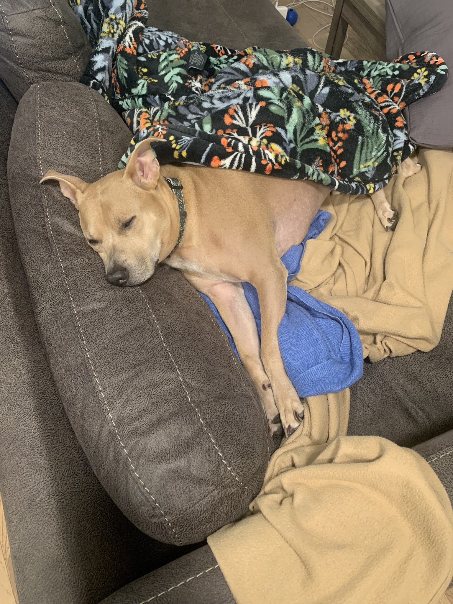 Enlarge Pollito, a Adoptable mixed breed in Los Angeles, CA image 4/6