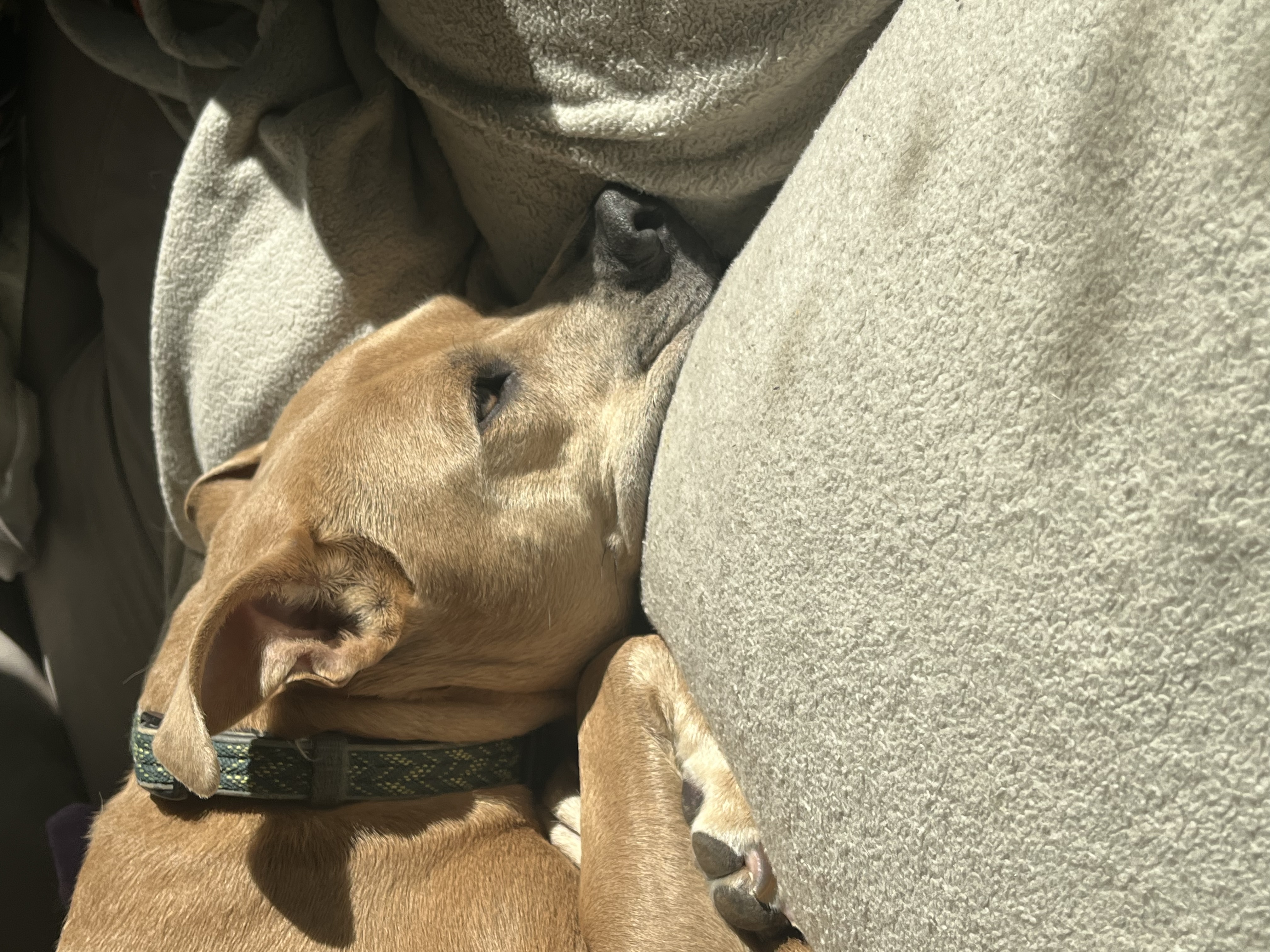 Enlarge Pollito, a Adoptable mixed breed in Los Angeles, CA image 5/6