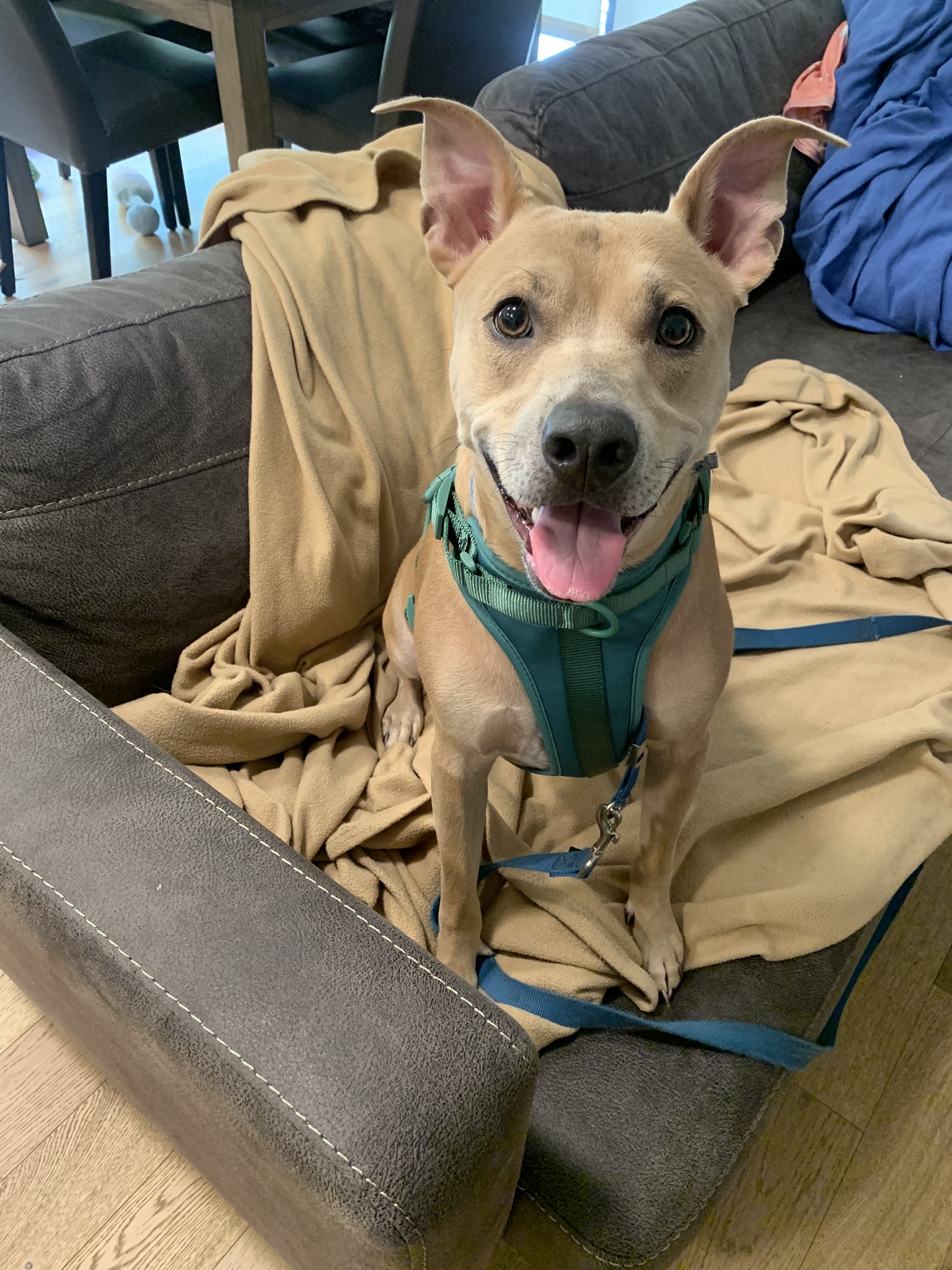 Enlarge Pollito, a Adoptable mixed breed in Los Angeles, CA image 6/6