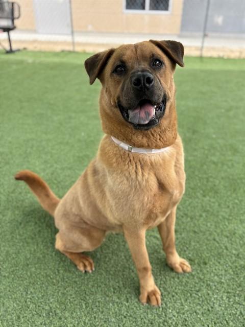 WILDER, Adoptable, Adult Female Chow Chow & Mixed Breed.