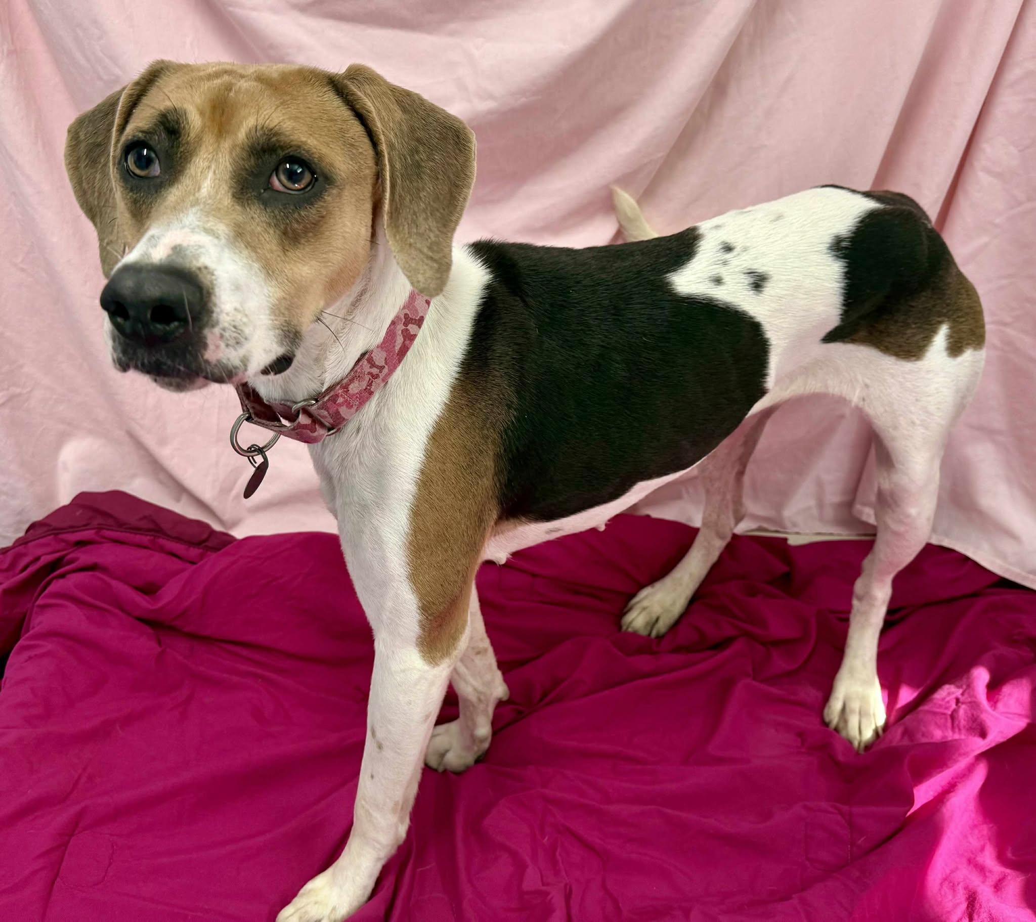 Rosie(no fee), a Adoptable mixed breed in Springfield, VT image 2/6