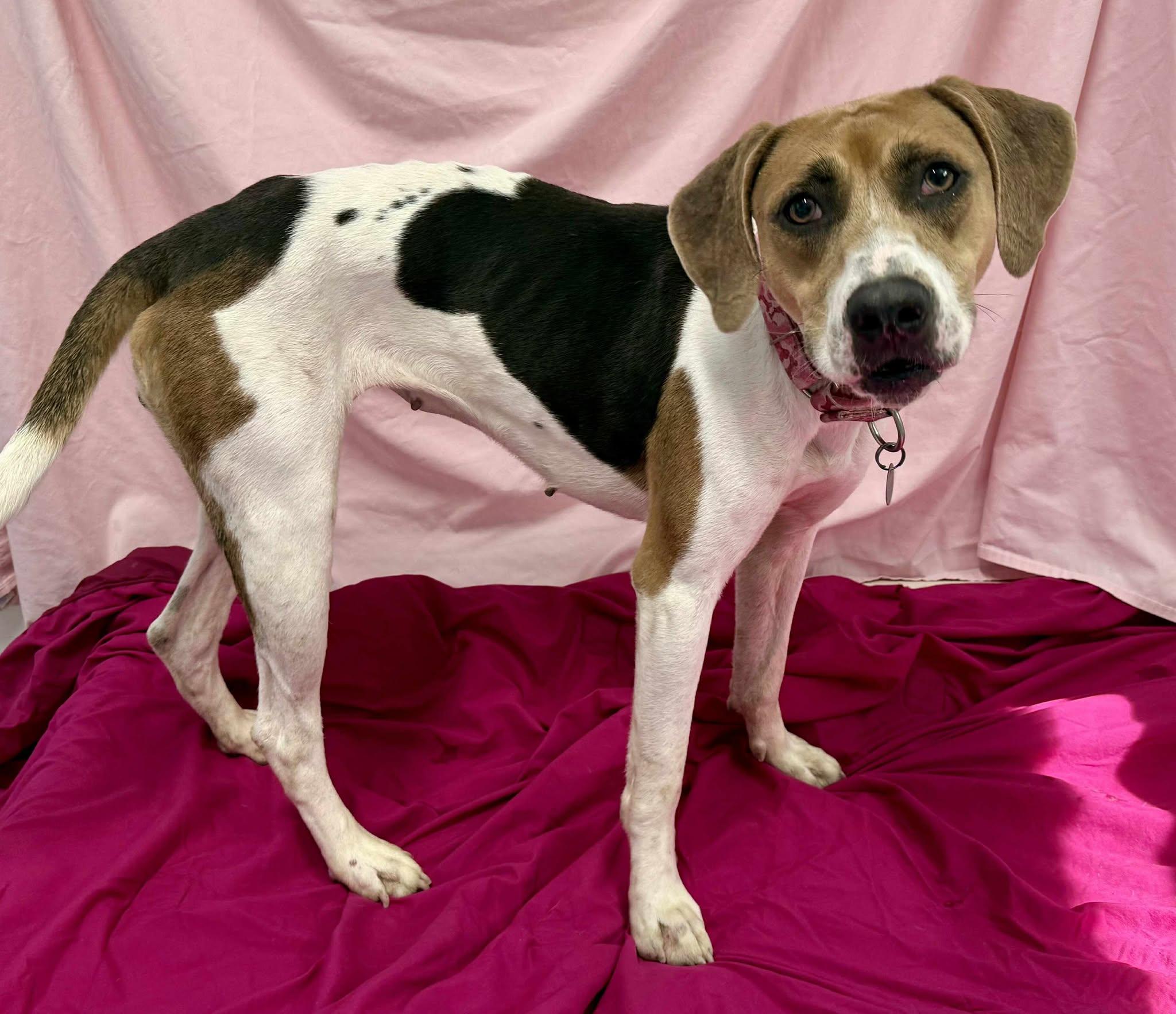 Rosie(no fee), a Adoptable mixed breed in Springfield, VT image 4/6