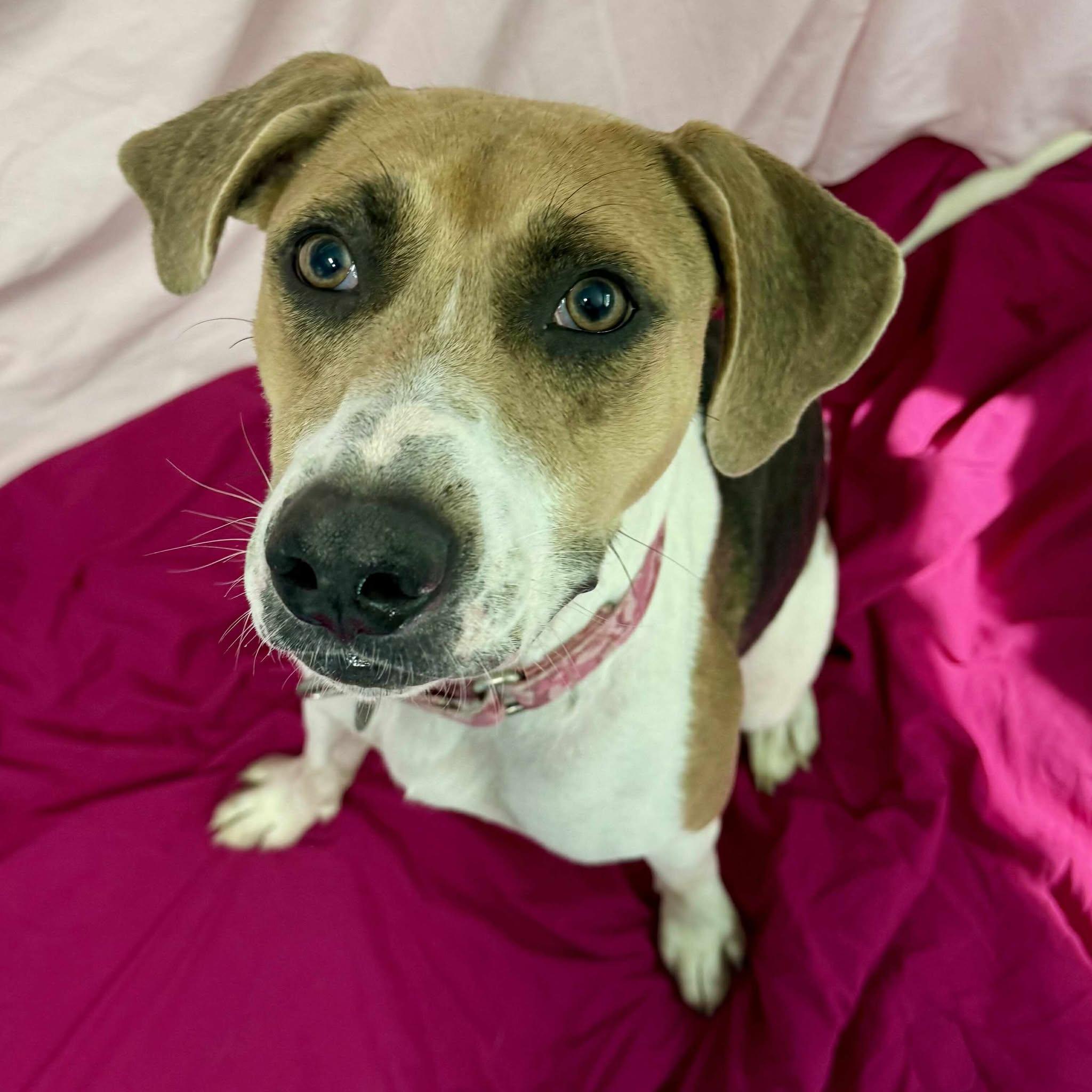 Rosie(no fee), a Adoptable mixed breed in Springfield, VT image 5/6