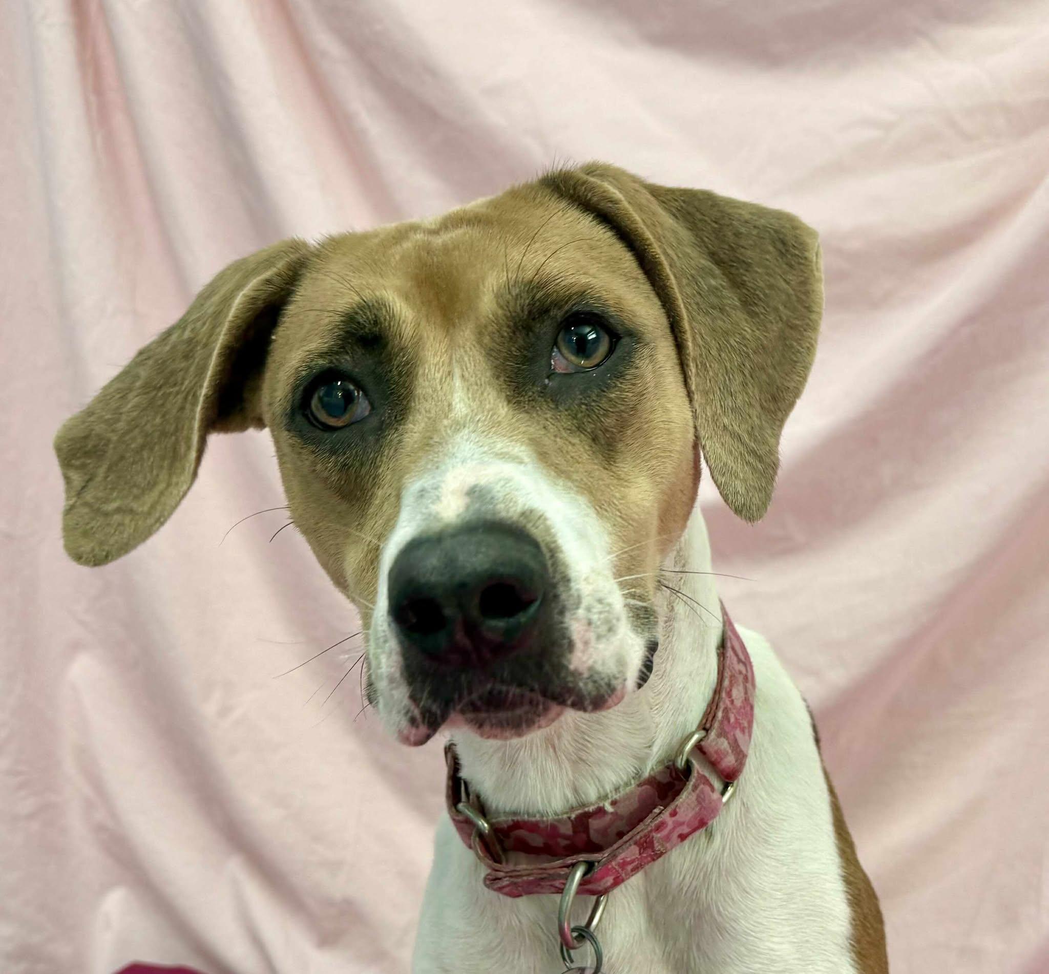 Rosie(no fee), a Adoptable mixed breed in Springfield, VT image 1/6