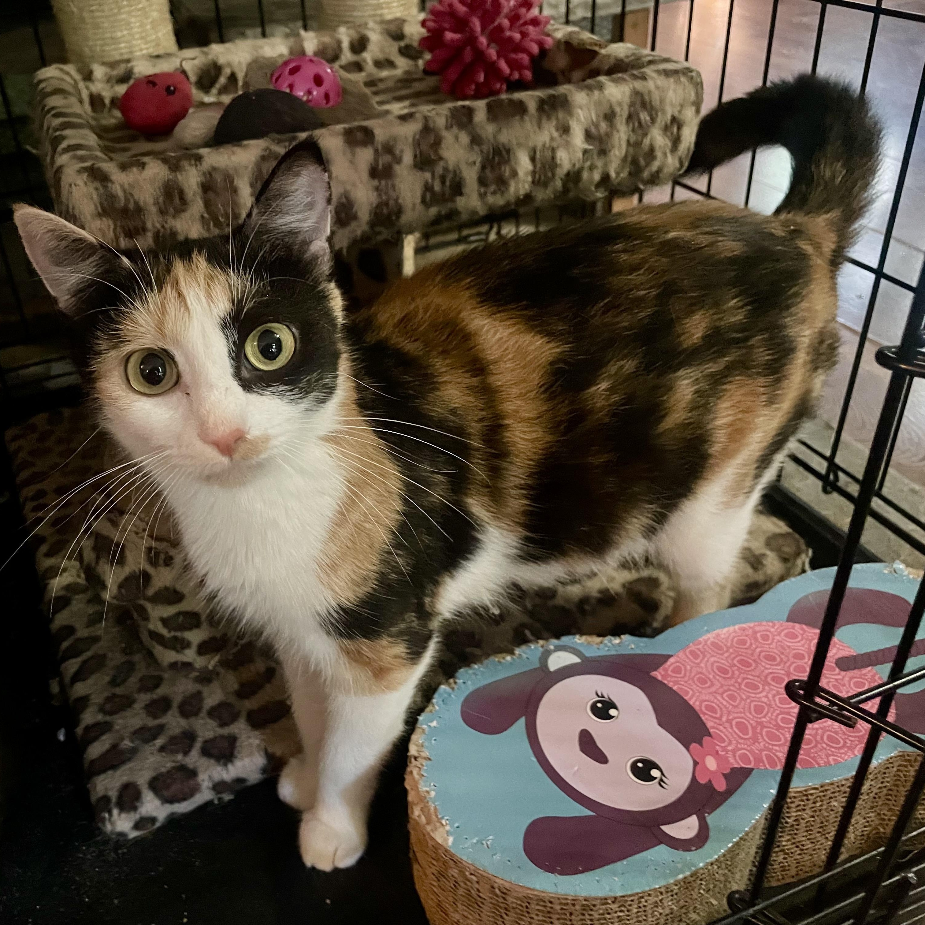 Katniss, ADOPTABLE, Adult Female Domestic Short Hair.