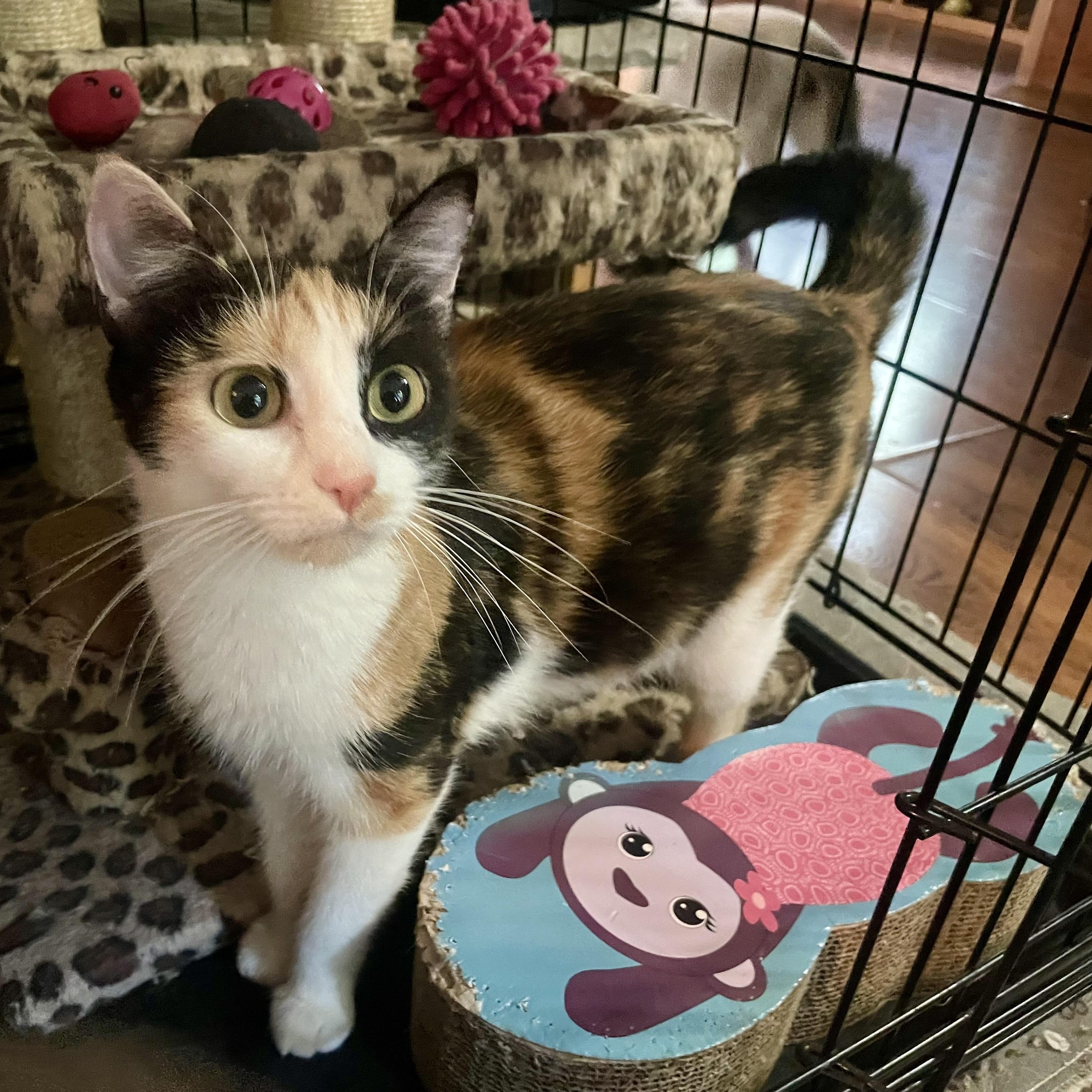Enlarge Katniss, a ADOPTABLE mixed breed in High View, WV image 2/5