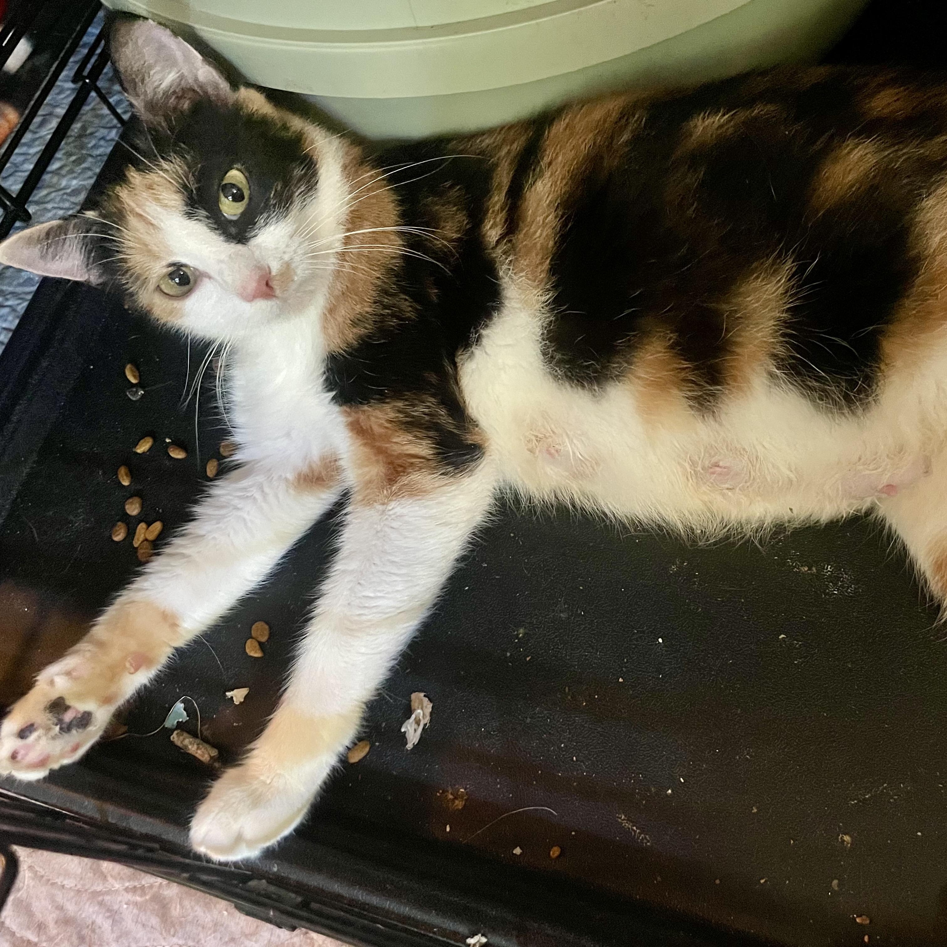 Enlarge Katniss, a ADOPTABLE mixed breed in High View, WV image 3/5