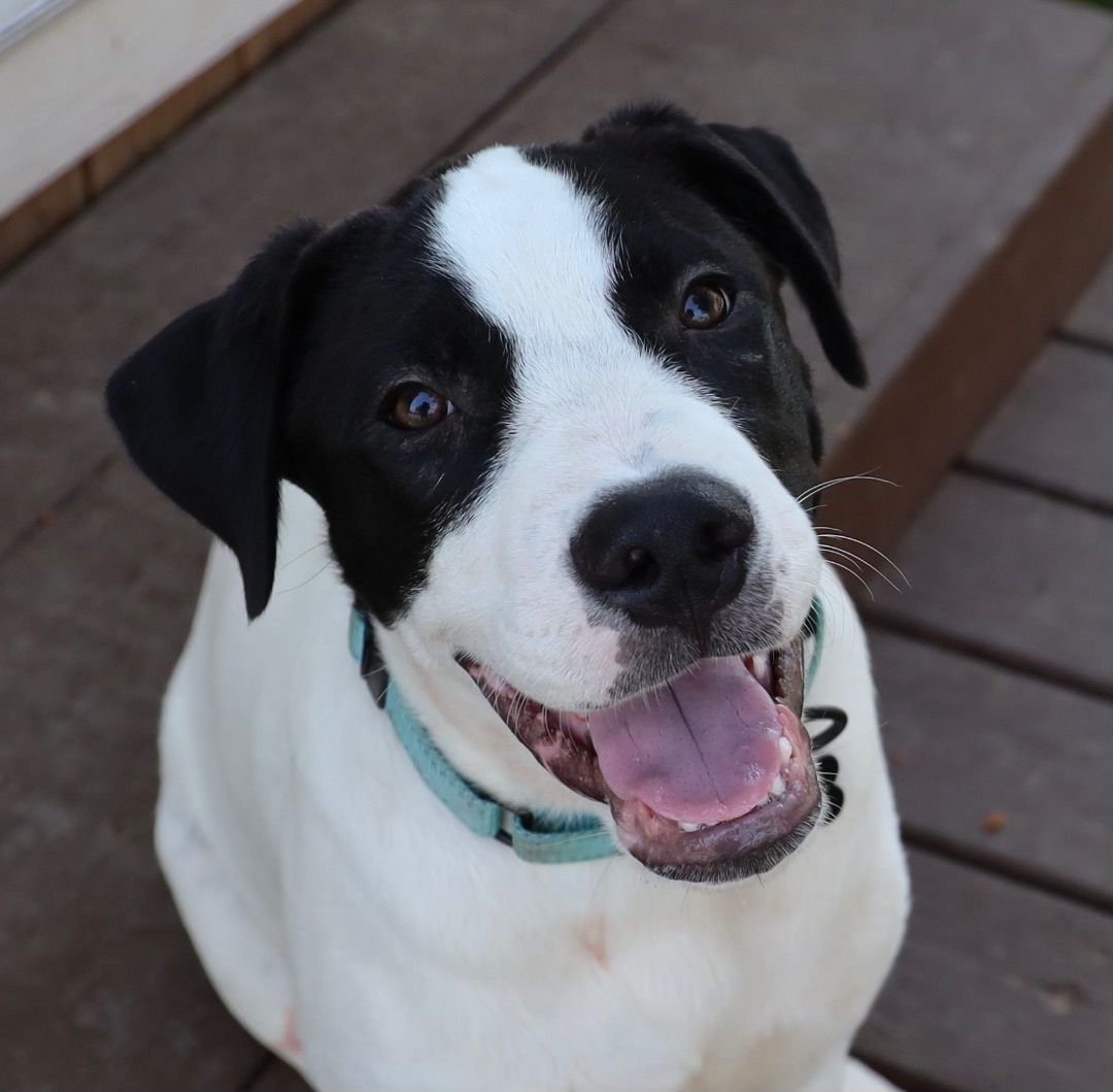 Snickers , Adoptable, Young Male Anatolian Shepherd.