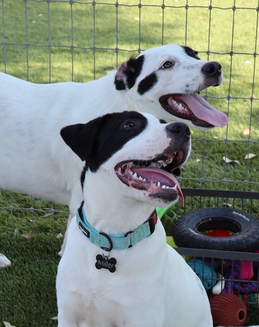 Enlarge Snickers , a Adoptable mixed breed in Paradise, TX image 2/6