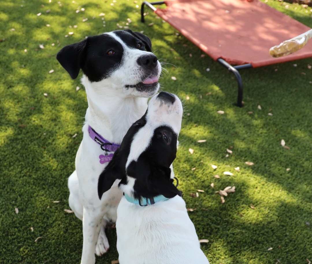 Enlarge Snickers , a Adoptable mixed breed in Paradise, TX image 3/6