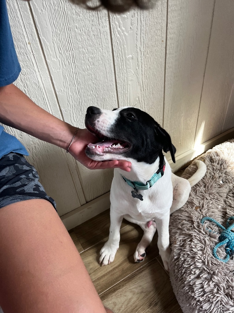 Enlarge Snickers , a Adoptable mixed breed in Paradise, TX image 4/6