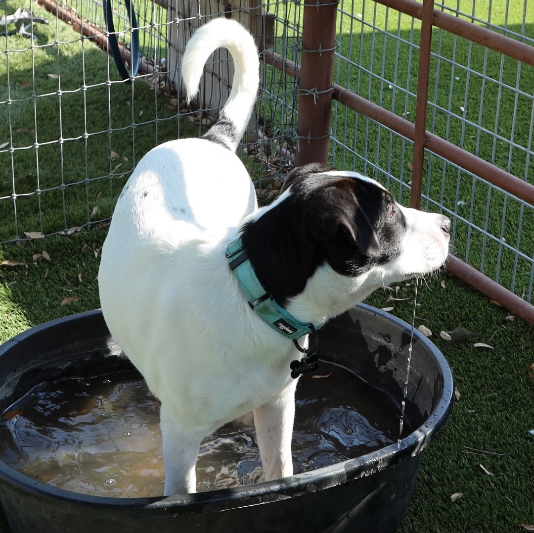 Enlarge Snickers , a Adoptable mixed breed in Paradise, TX image 5/6