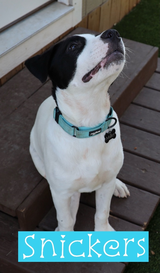 Enlarge Snickers , a Adoptable mixed breed in Paradise, TX image 6/6