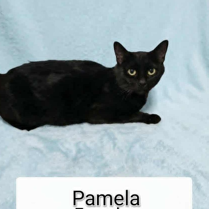 Pamela, Adoptable, Young Female Bombay & Domestic Short Hair.