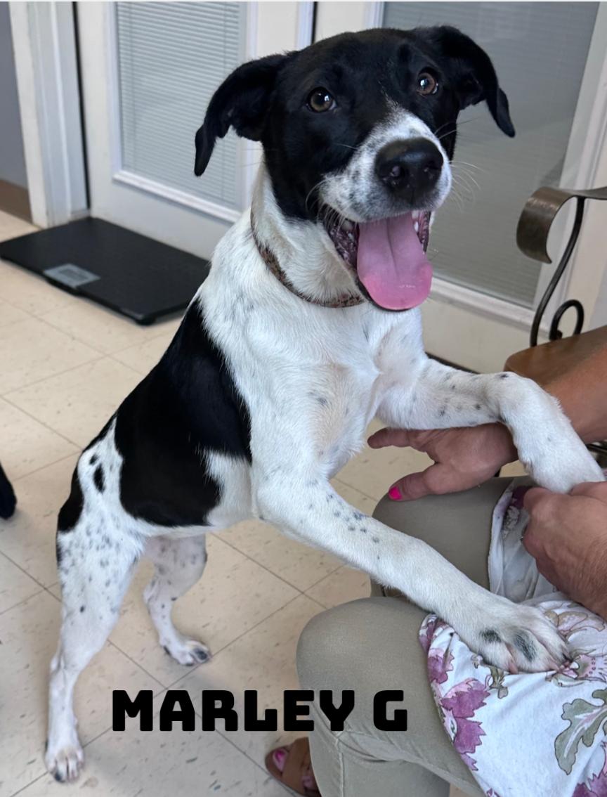 Marley G, adopted, Young Female Labrador Retriever.