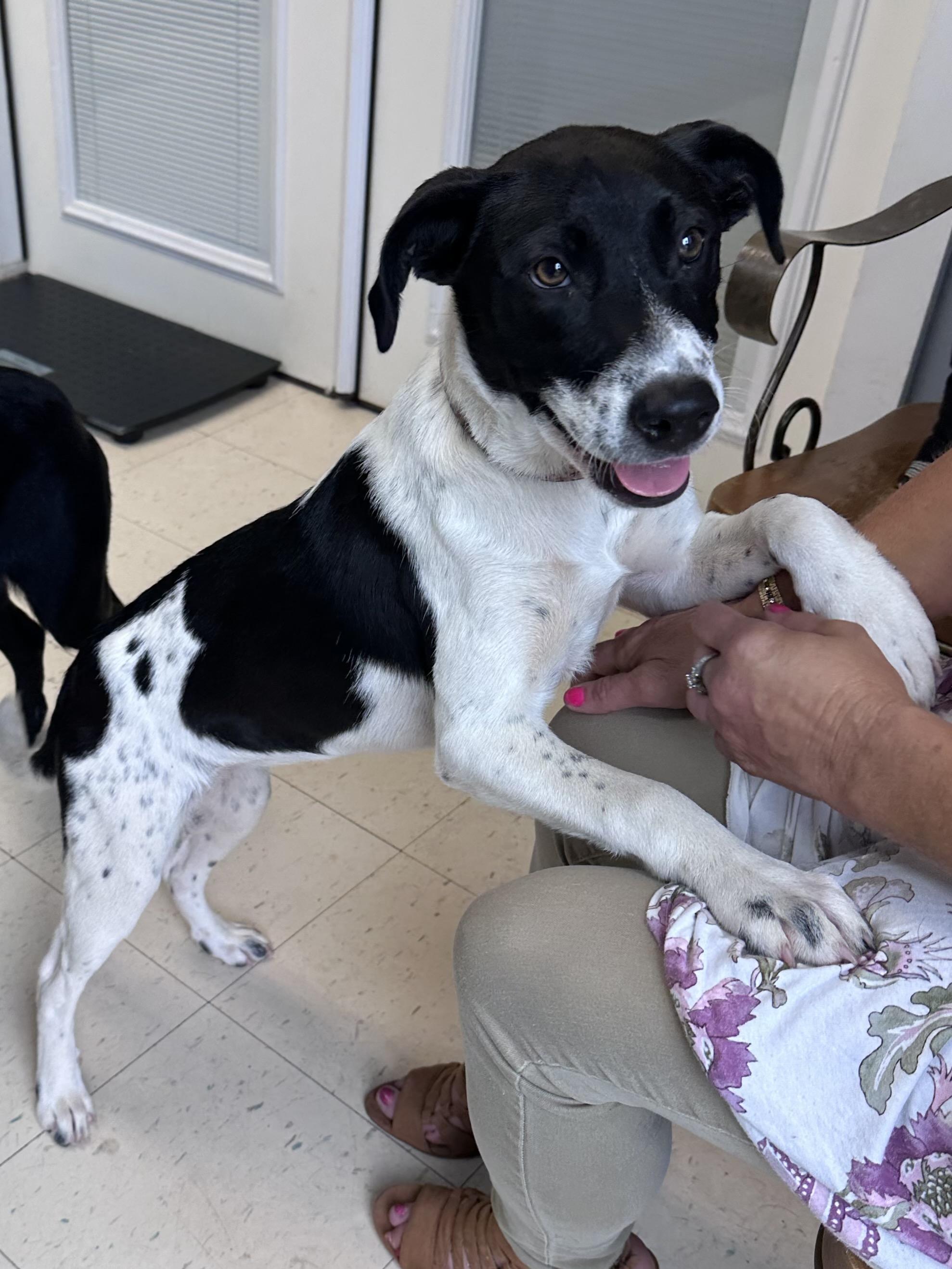 Enlarge Marley G, an adopted mixed breed in Dyersburg, TN image 2/2