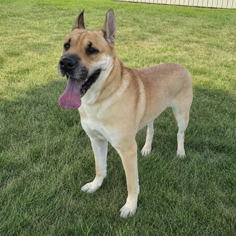 Enlarge Ginger, a Adoptable mixed breed in Redwood Falls, MN image 1/1