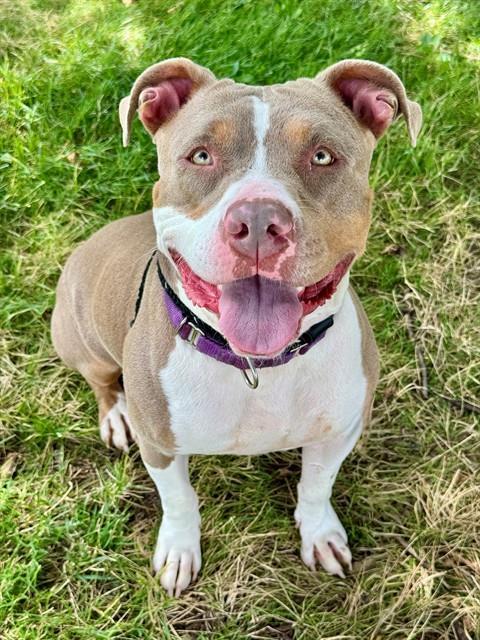 BABY HIPPO, Adoptable, Adult Female American Staffordshire Terrier & American Bulldog.
