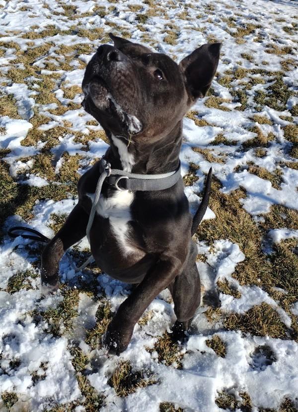 Loki 45700, Adoptable, Adult Male Pit Bull Terrier.