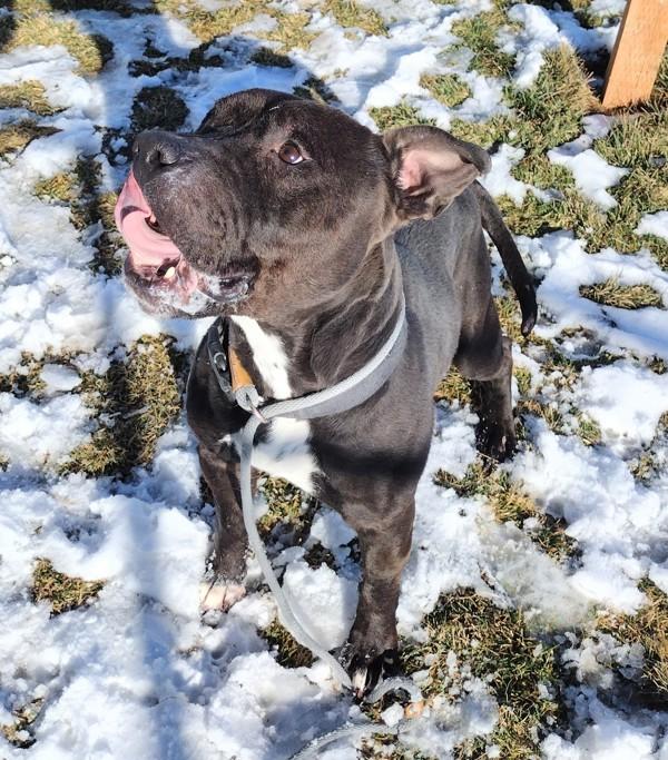 Enlarge Loki 45700, a Adoptable mixed breed in Pocatello, ID image 2/5