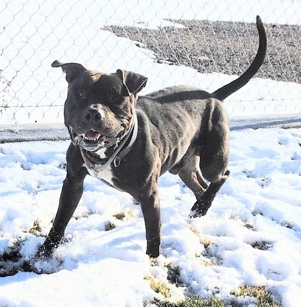 Enlarge Loki 45700, a Adoptable mixed breed in Pocatello, ID image 4/5