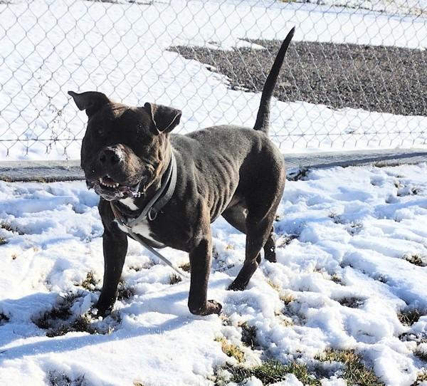 Enlarge Loki 45700, a Adoptable mixed breed in Pocatello, ID image 5/5