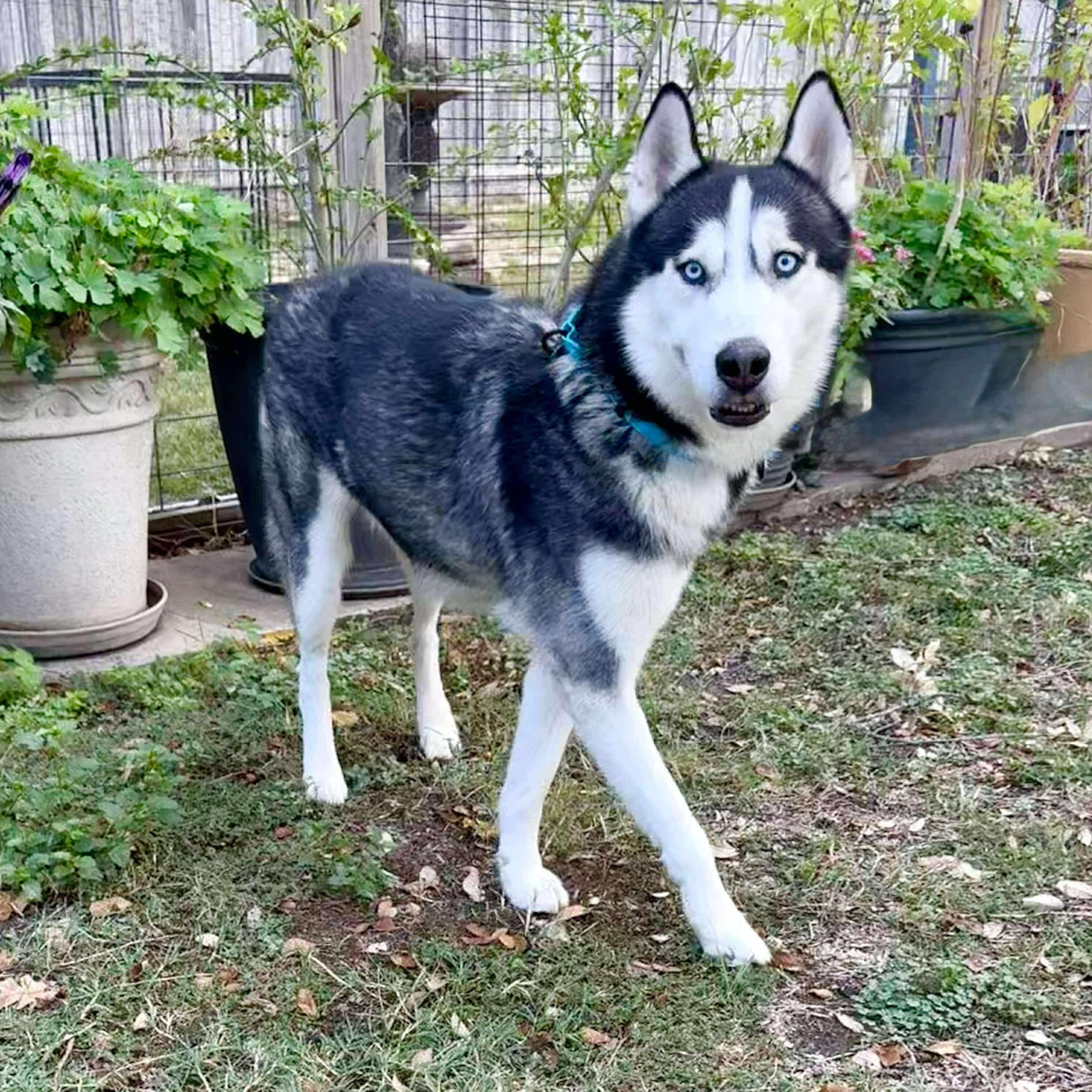 Enlarge Sokka is fabbbbbbulous- those eyes!, a ADOPTABLE Siberian Husky in North Branford, CT image 1/6