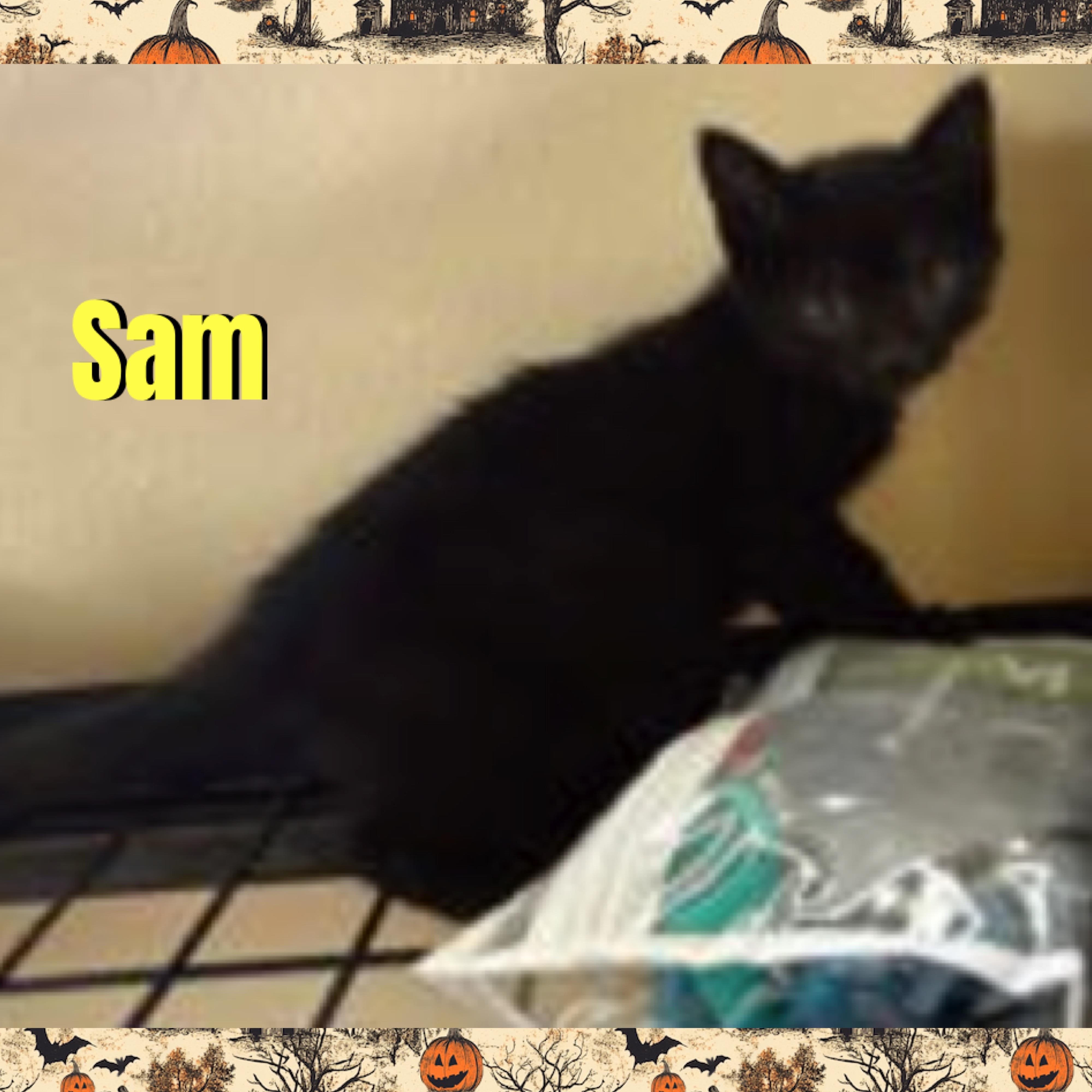 Enlarge Sam, a Adoptable mixed breed in Red Lodge, MT image 1/1