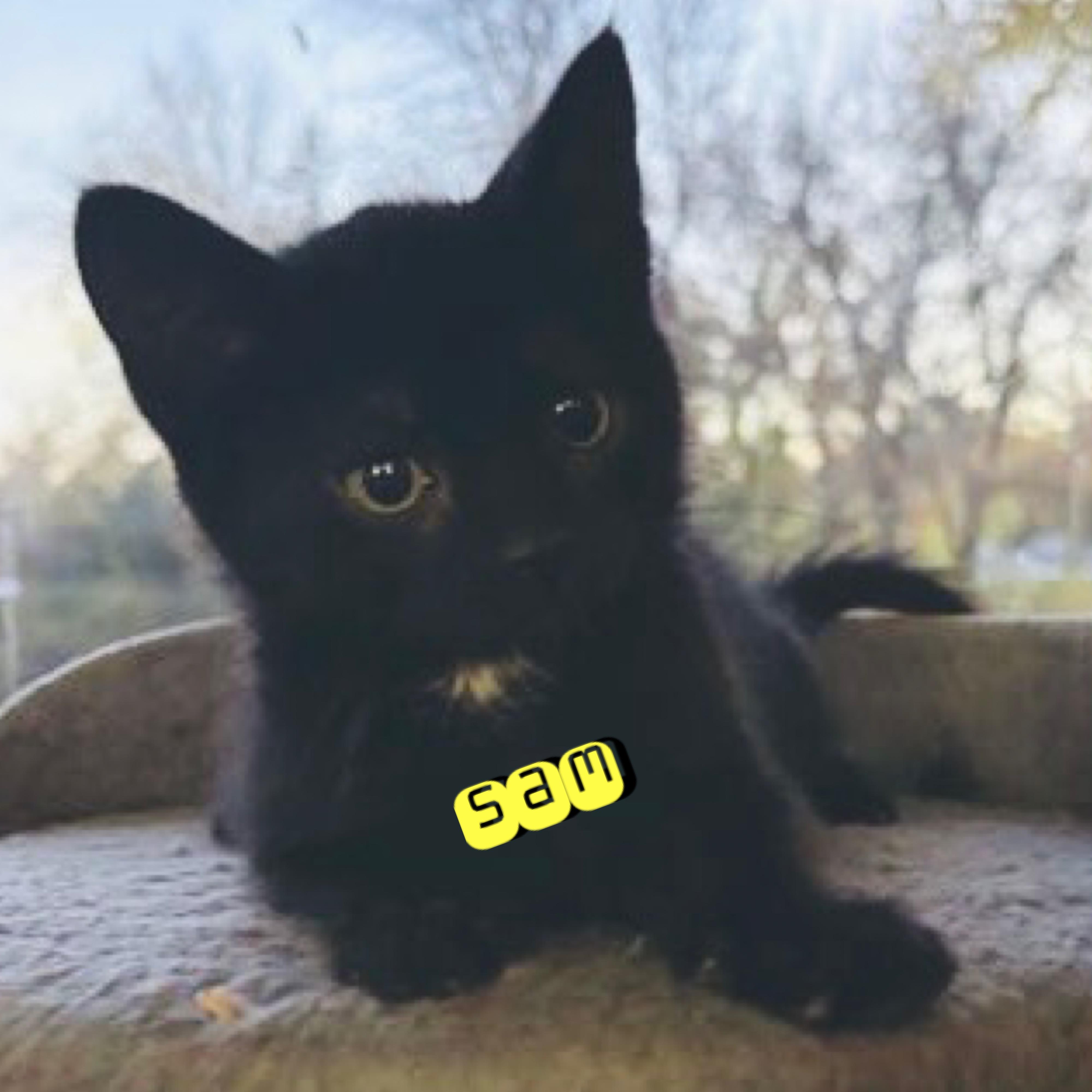 Sam, Adoptable, Kitten Male Domestic Medium Hair.