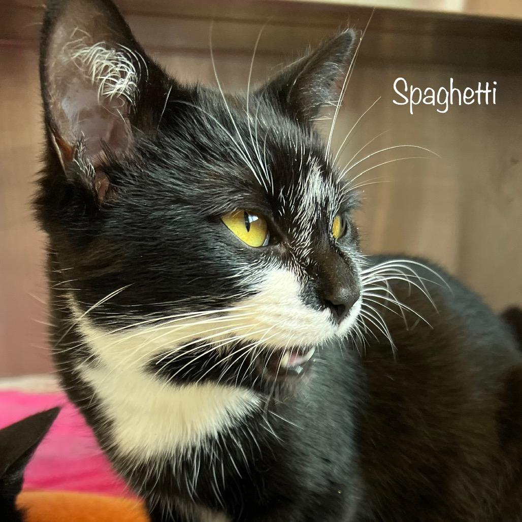 Spaghetti, Adoptable, Young Female Domestic Short Hair & Domestic Short Hair.
